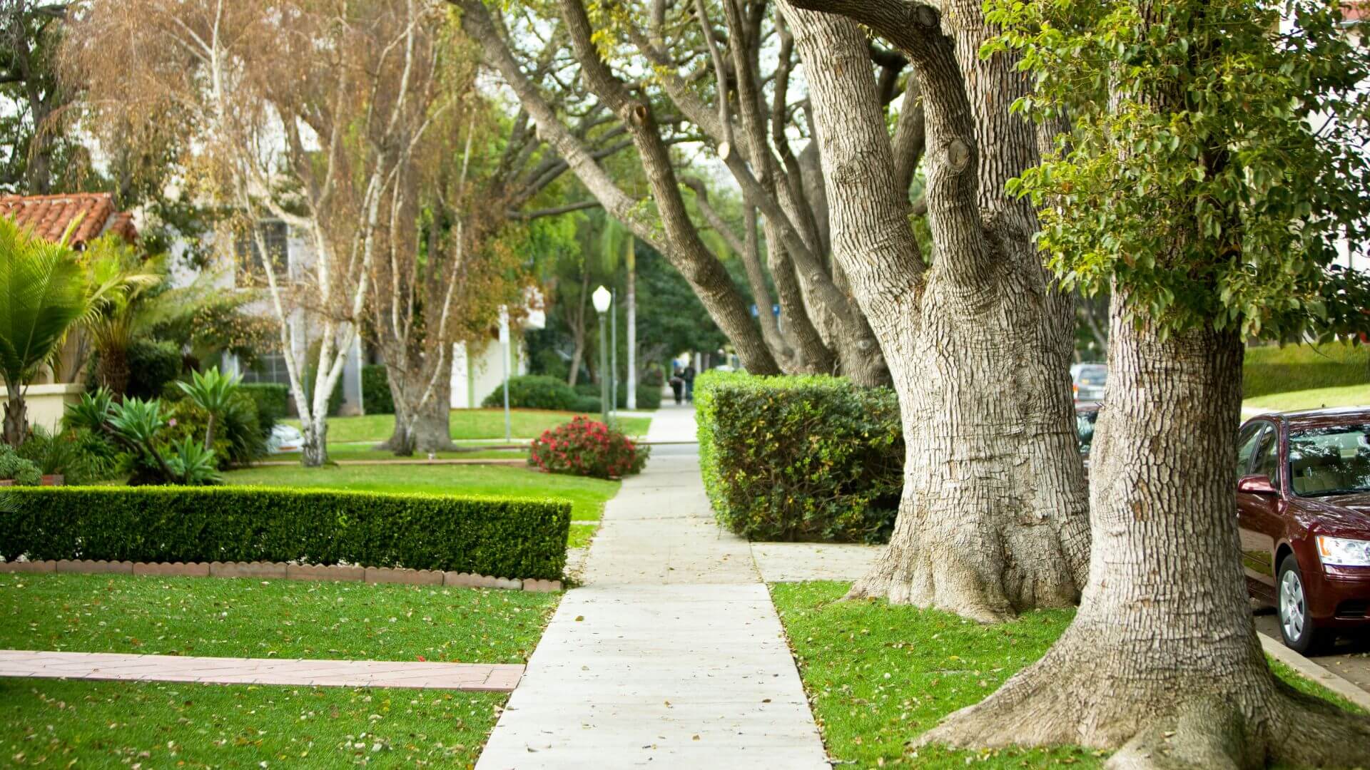 A quiet suburban street with large trees, neatly trimmed hedges, and parked cars along the side, representing neighbourhood living and the impact of Rental Reforms in South Australia.
